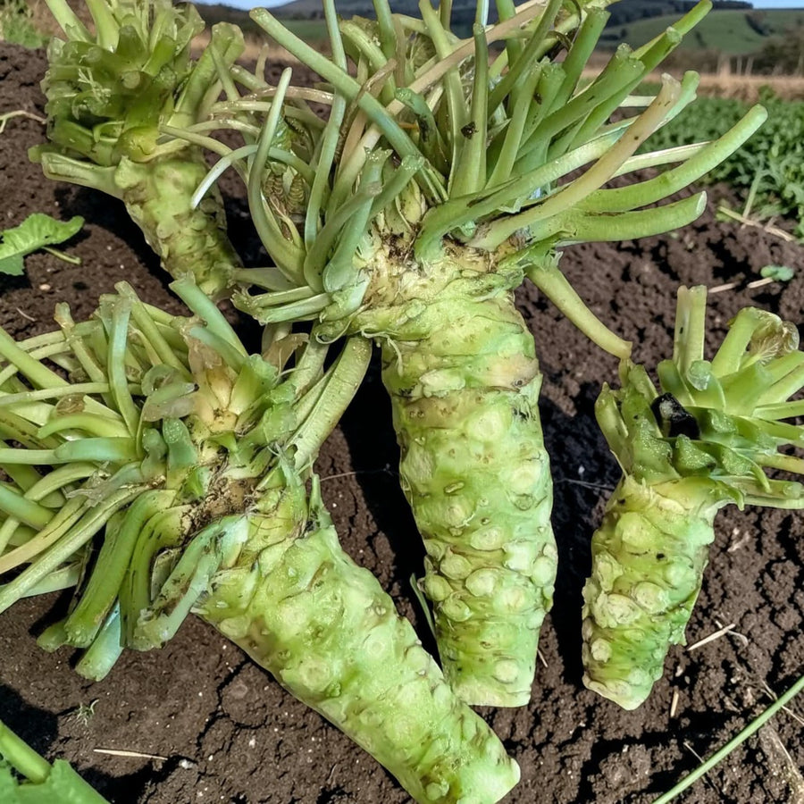 Root Vegetable Trio Plant Collection  3