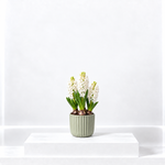 White Hyacinth Flowering Bulb Trio  1