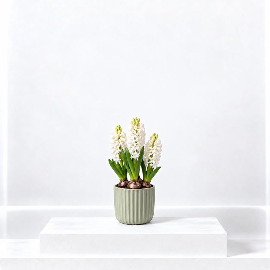 White Hyacinth Flowering Bulb Trio  1