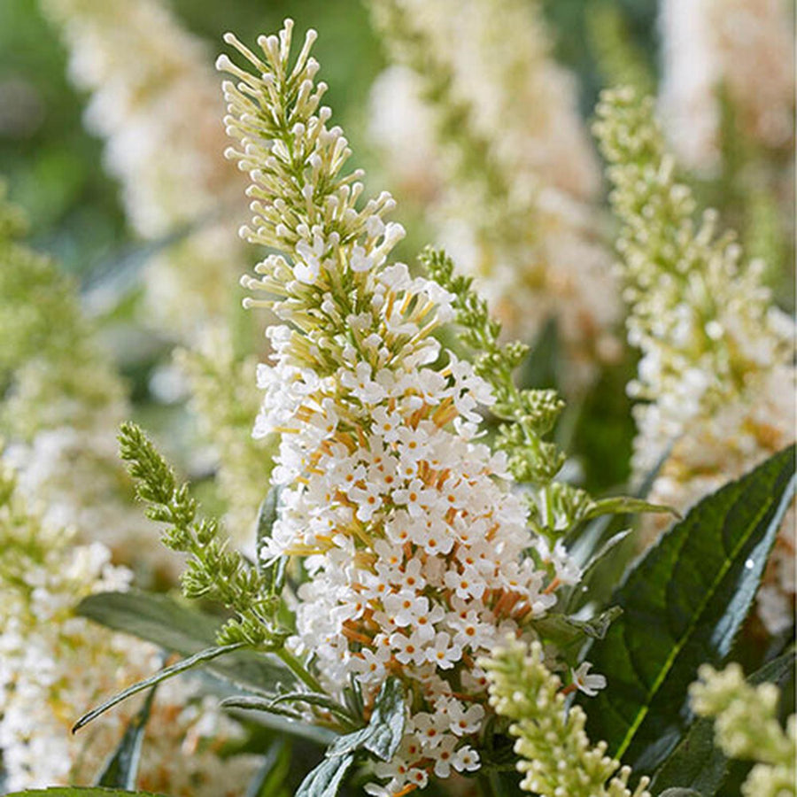 Buddleia Davidii Ornamental Patio Tree  7
