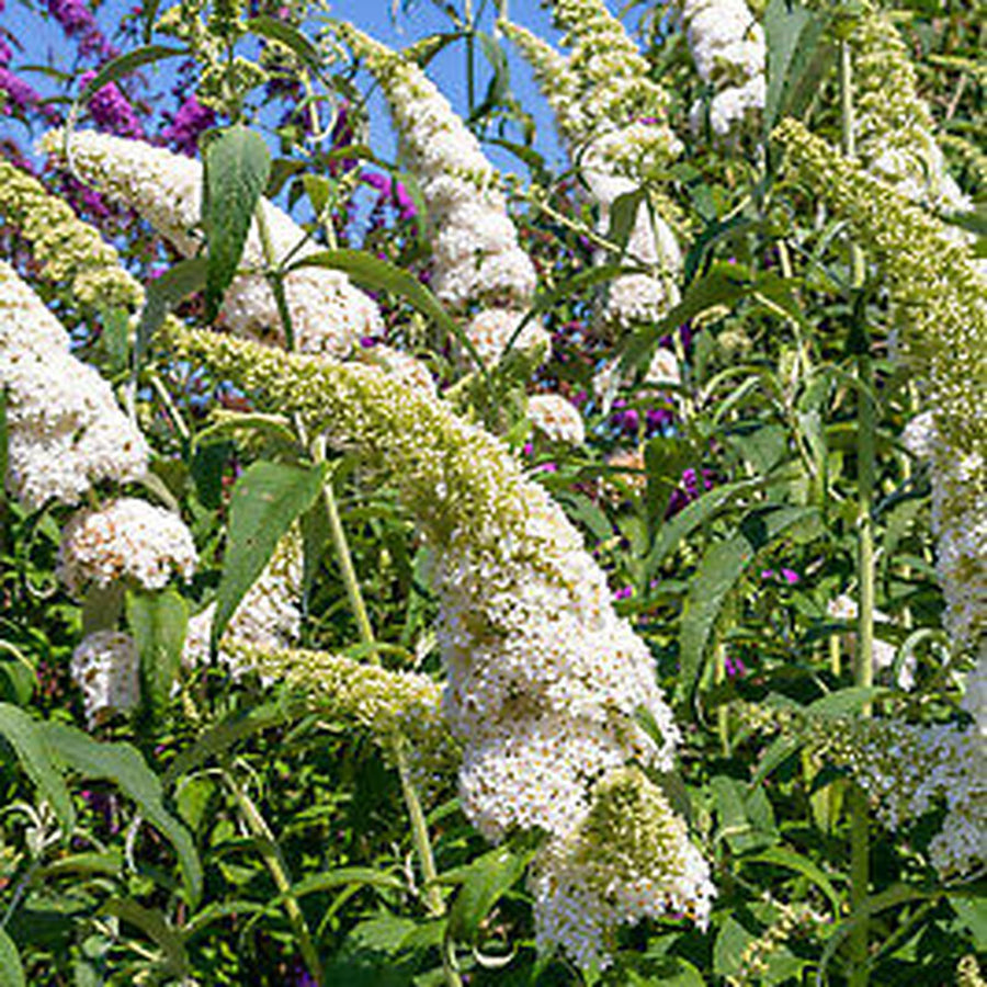 White Buddleia Davidii Ornamental Patio Tree  3