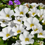 White Calibrachoa Trailing Plants  2