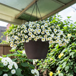 White Calibrachoa Trailing Plants  3