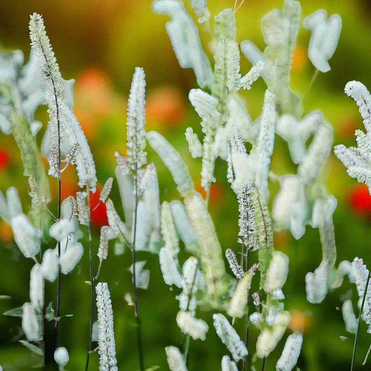 Actaea White Pearle Bare Root  4