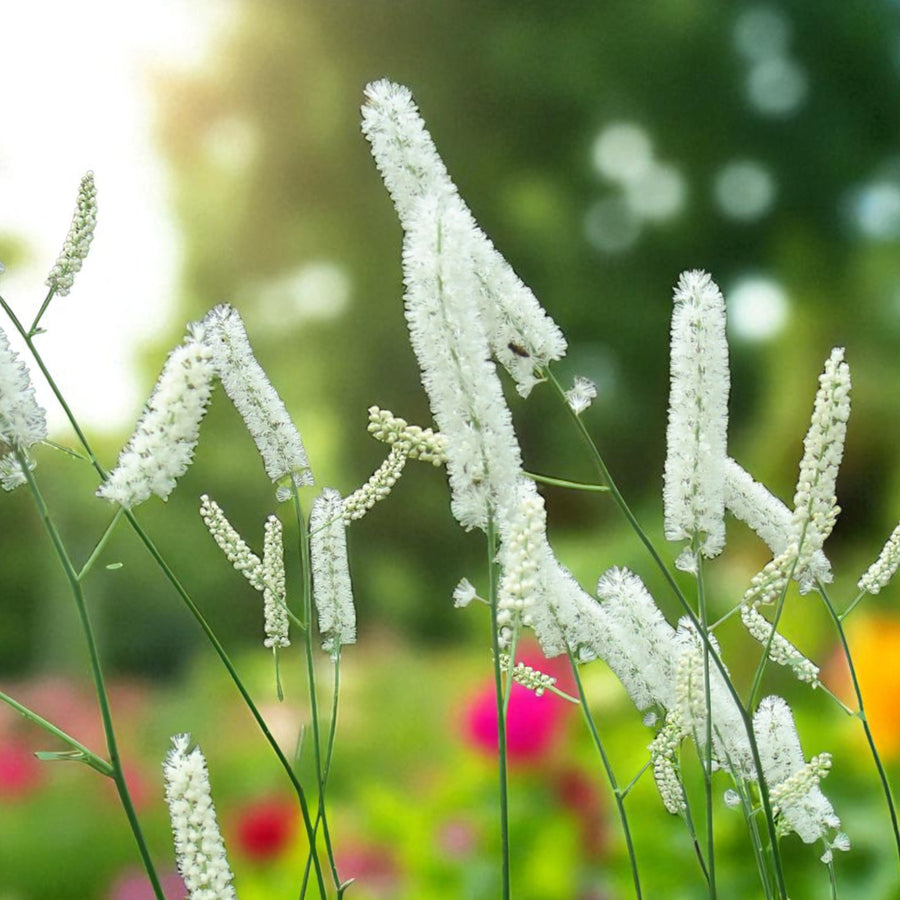 Actaea Bare Root  4