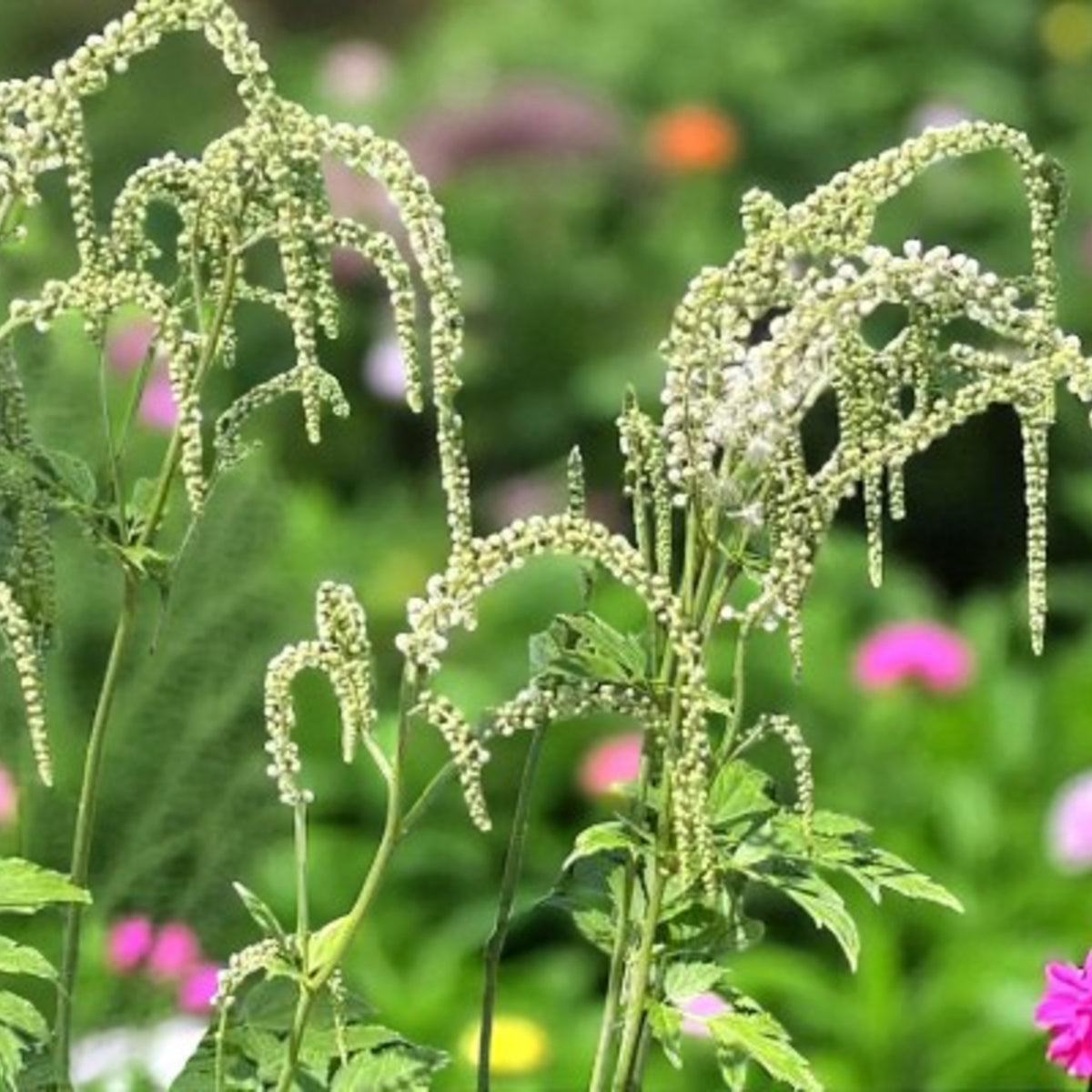 Actaea White Pearle Bare Root  2