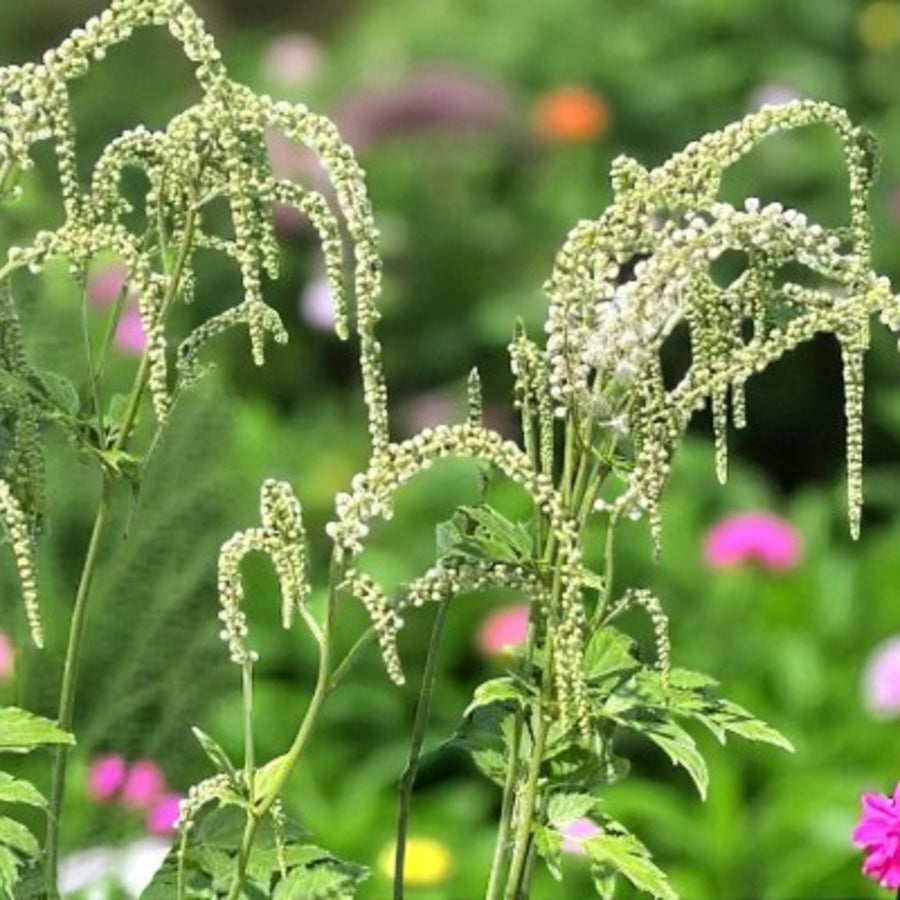 Actaea White Pearle Bare Root  3