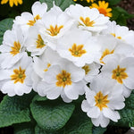 White Primrose Bedding Plants  1