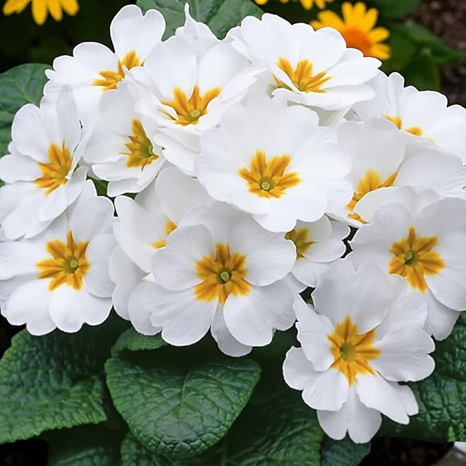 White Primrose Bedding Plants  1