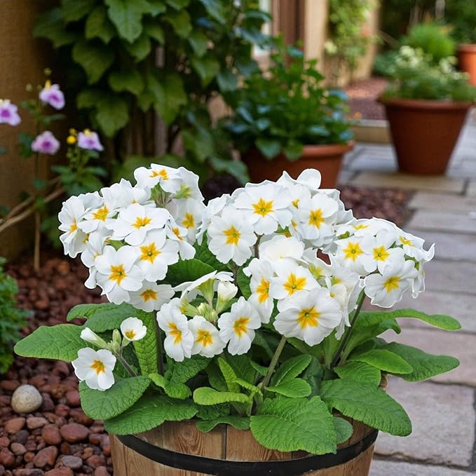 White Primrose Bedding Plants  2