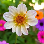 Dahlia Happy Days Close up dahlia white flowers with blurred garden background.  4