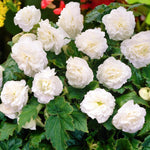 Begonia Summer Bedding Plant Cluster of white begonia flowers with lush green foliage, blooming together. 3