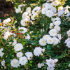 White Rose Bush - Ice Cream