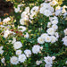 White Rose Bush - Ice Cream