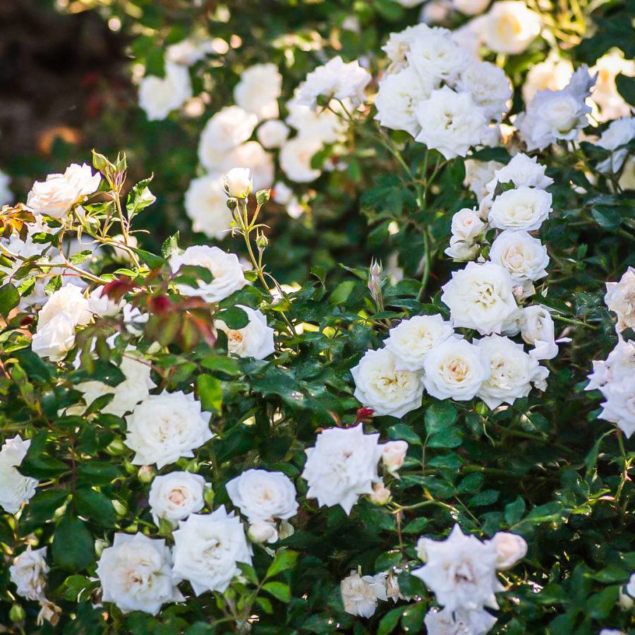 White Rose Bush - Ice Cream White_Drift_Rose_04-900x900 1