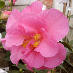 Williamsii Donation Camellia  3