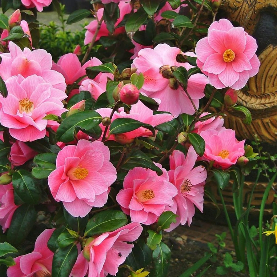 Williamsii Donation Camellia  2