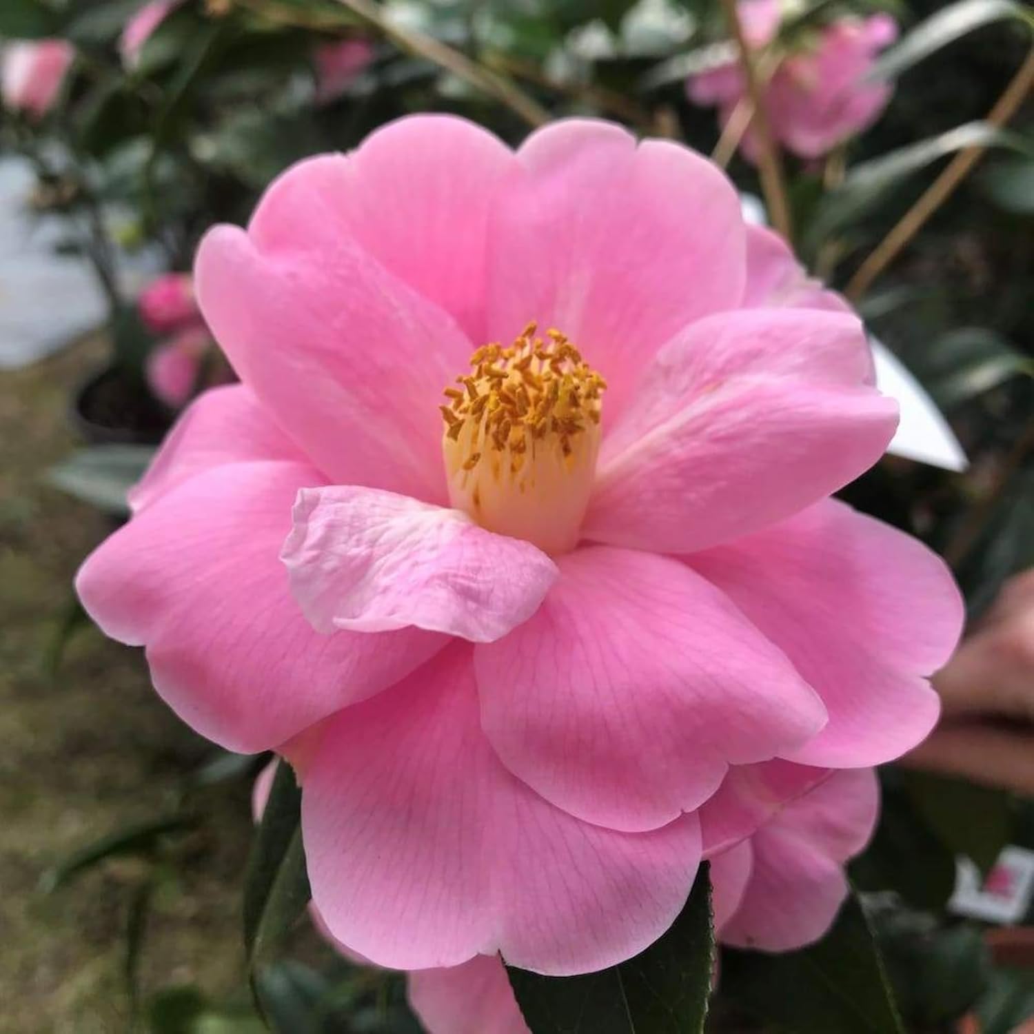 Williamsii Donation Camellia