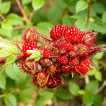 Wineberry  3