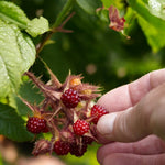 Wineberry  2