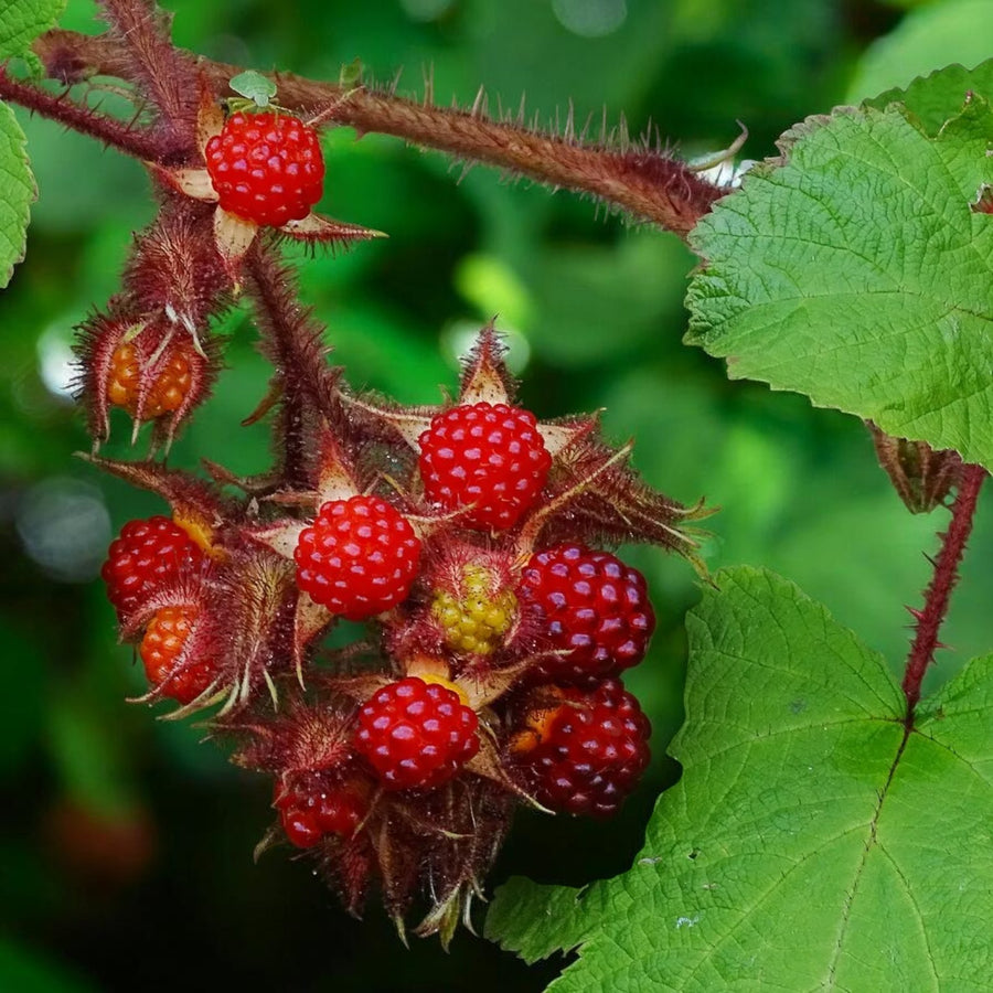 Wineberry  1