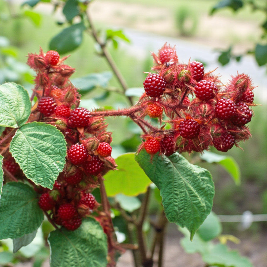 Wineberry  4