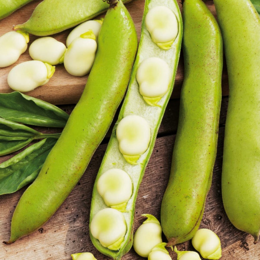 Broad Bean  2