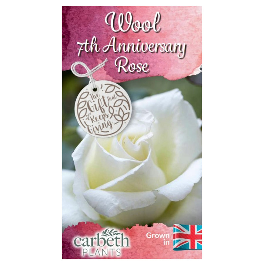 Wool 7th Wedding Anniversary Rose Bush Gift Wrapped  3