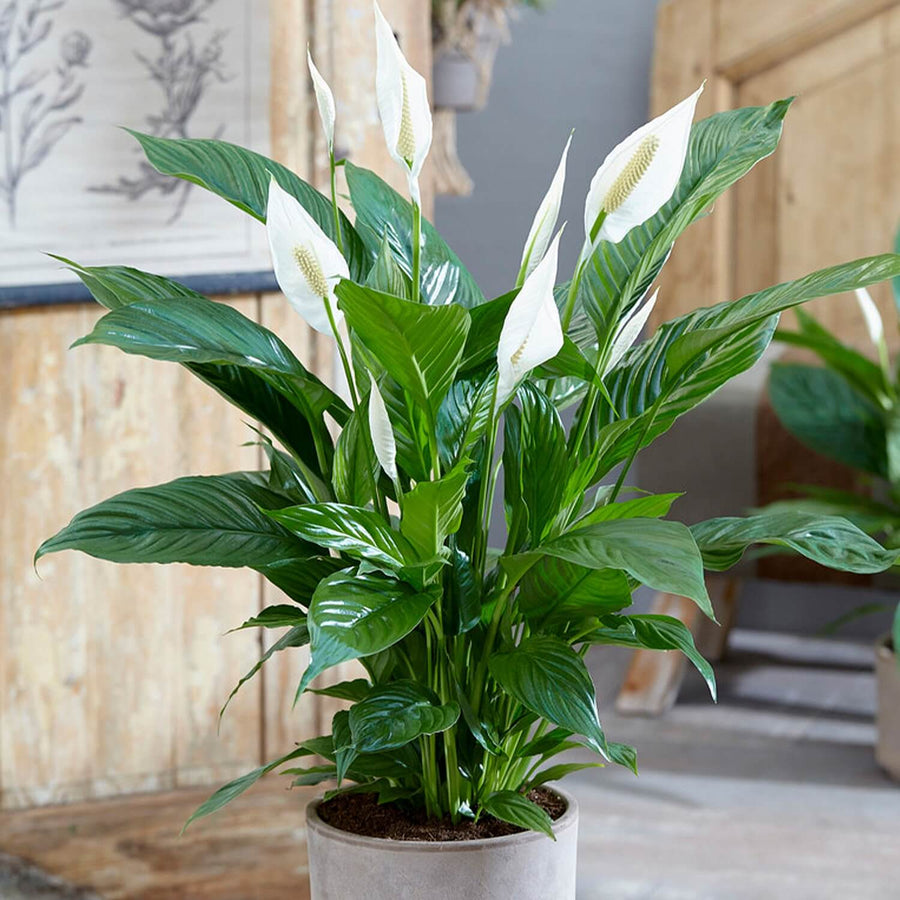 Spathiphyllum Peace Lily 'Alana' Potted peace lily with white blooms and glossy green leaves indoors. 1