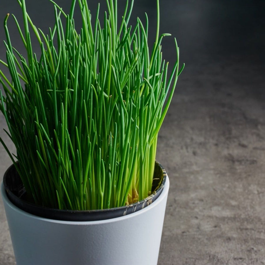 Chives Plant  2