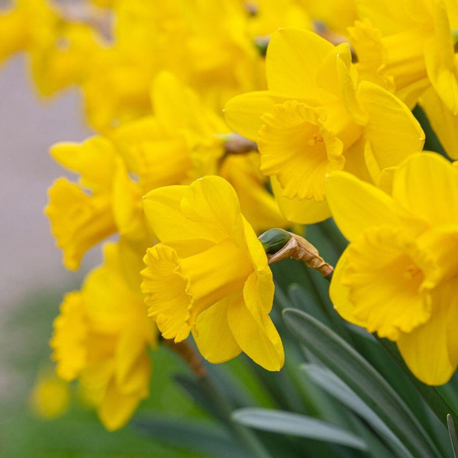 Yellow Bulb Mixed Collection Yellow Bulb Collection image4 4