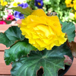 Begonia Summer Bedding Plant Single vibrant yellow begonia flower surrounded by rich green leaves. 4