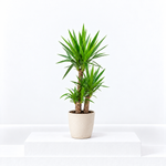 Yucca Elephantipes  1