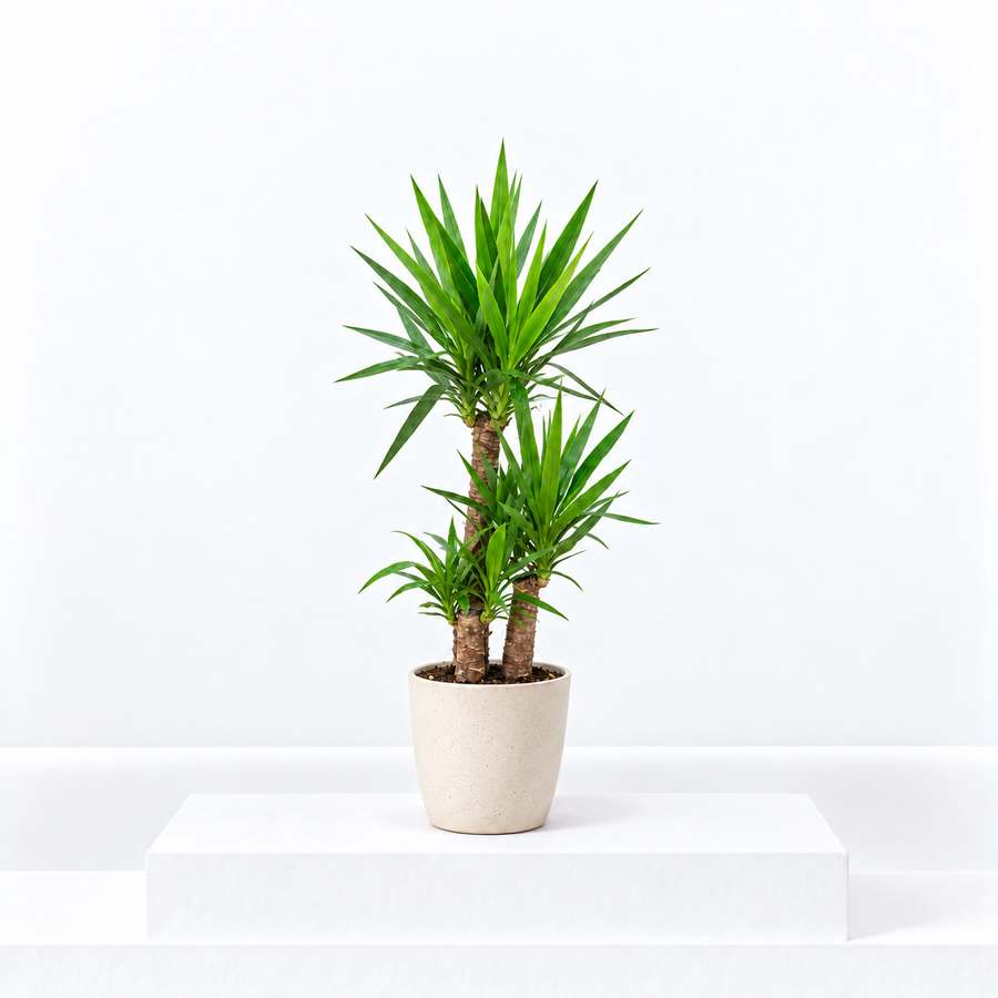 Yucca Elephantipes  1