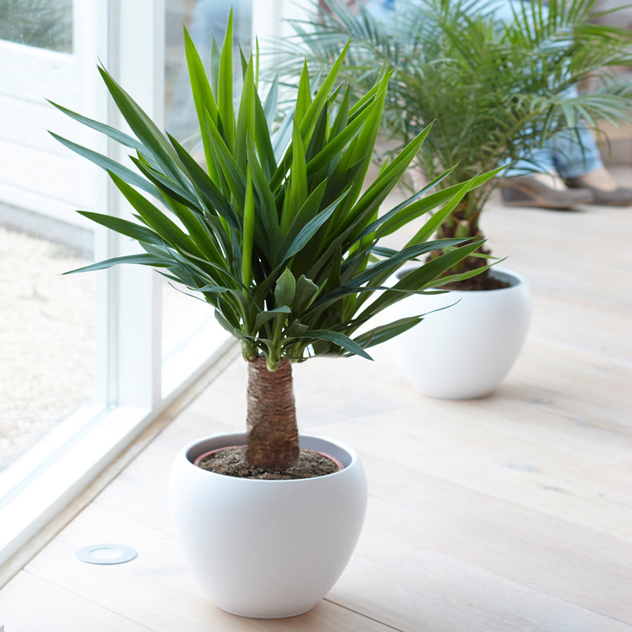 Yucca Elephantipes Spinless Yucca-Elephantipes-New 1