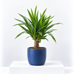 Yucca Elephantipes  1