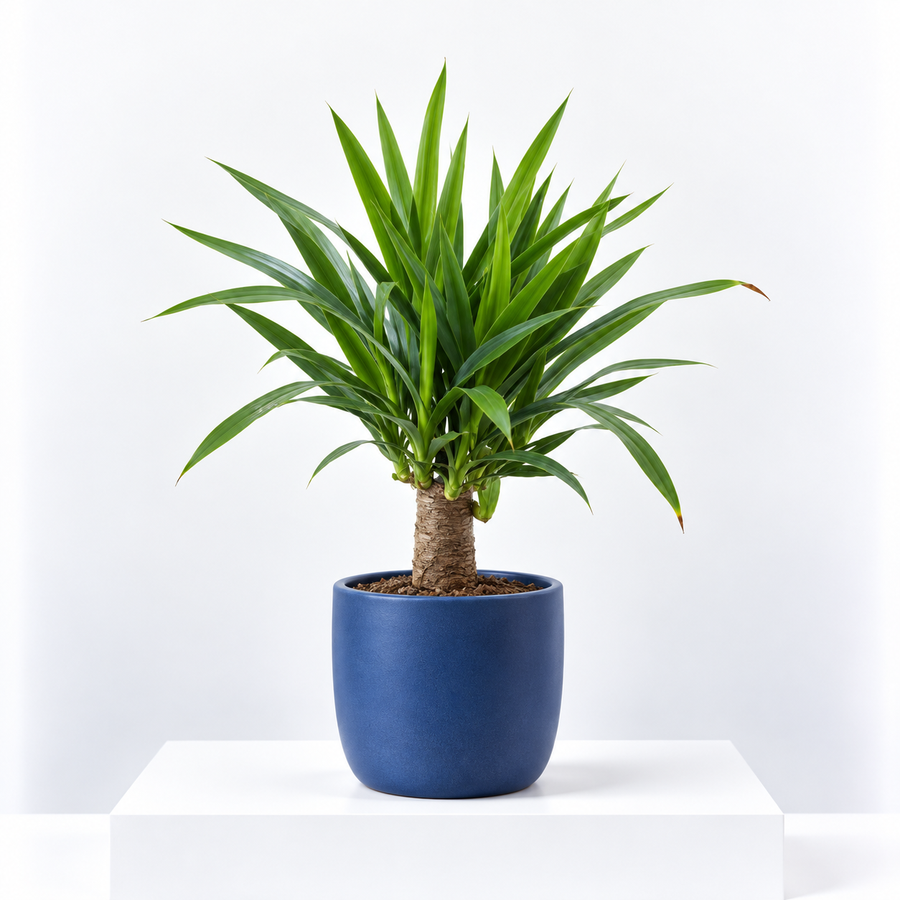 Yucca Elephantipes  1