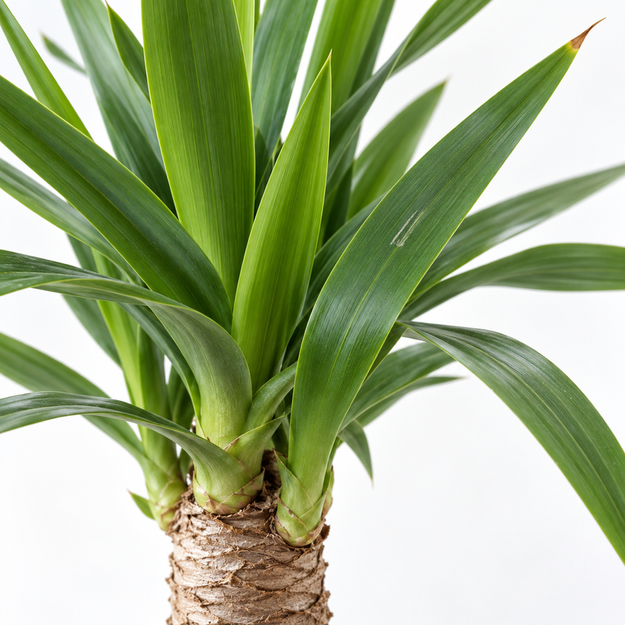 Yucca Elephantipes  3