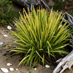 Yucca Filamentosa Colour Guard  1