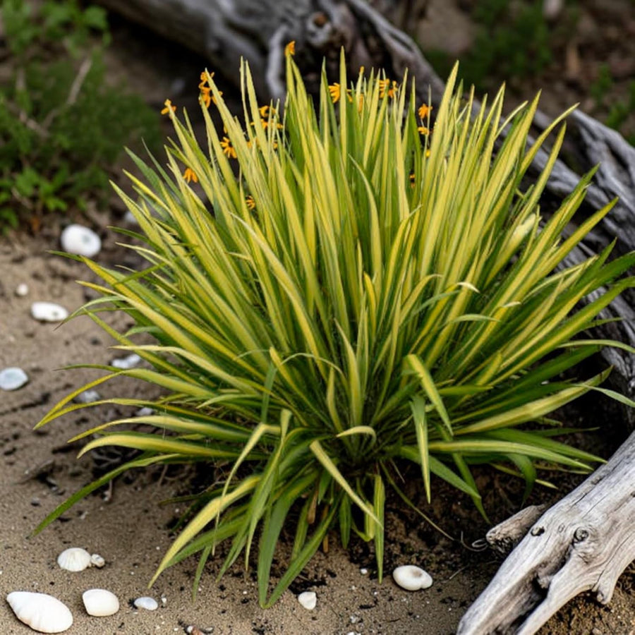 Yucca Filamentosa Colour Guard  1