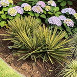Yucca Filamentosa Colour Guard  4
