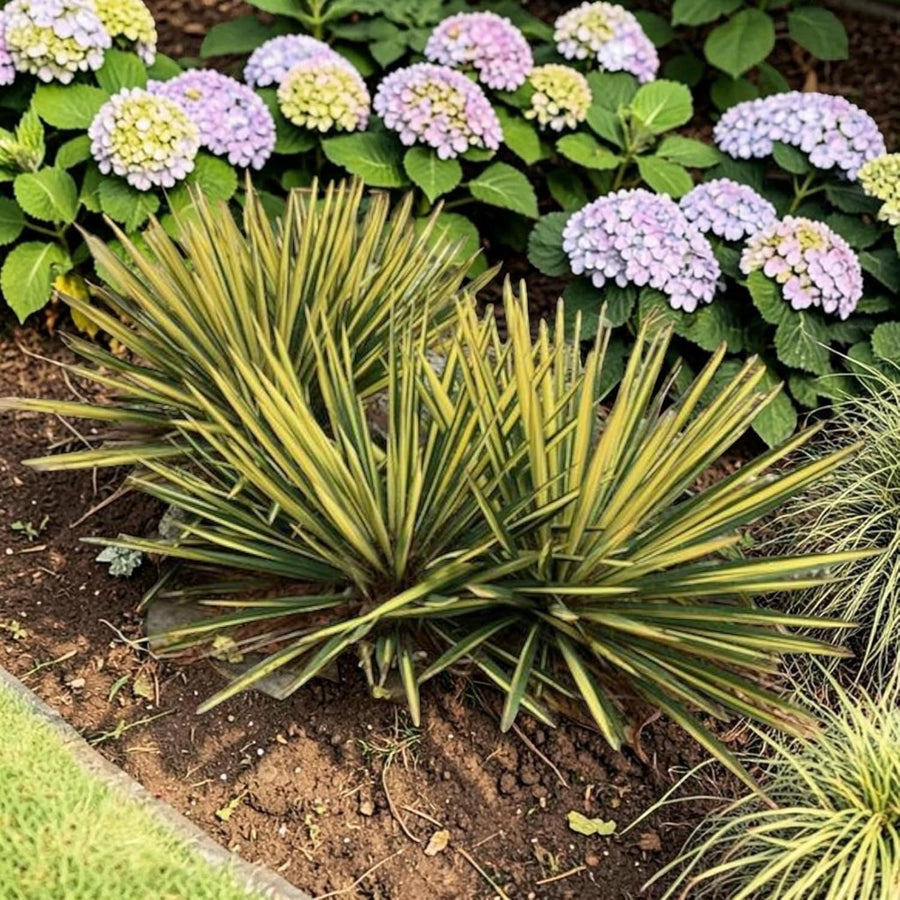Yucca Filamentosa Colour Guard  4