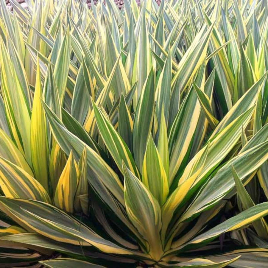 Yucca Filamentosa Colour Guard  2