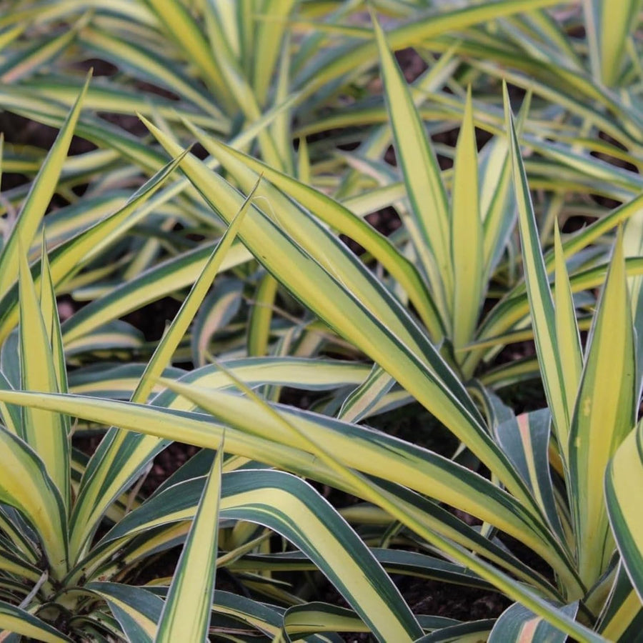 Yucca Filamentosa Colour Guard  3
