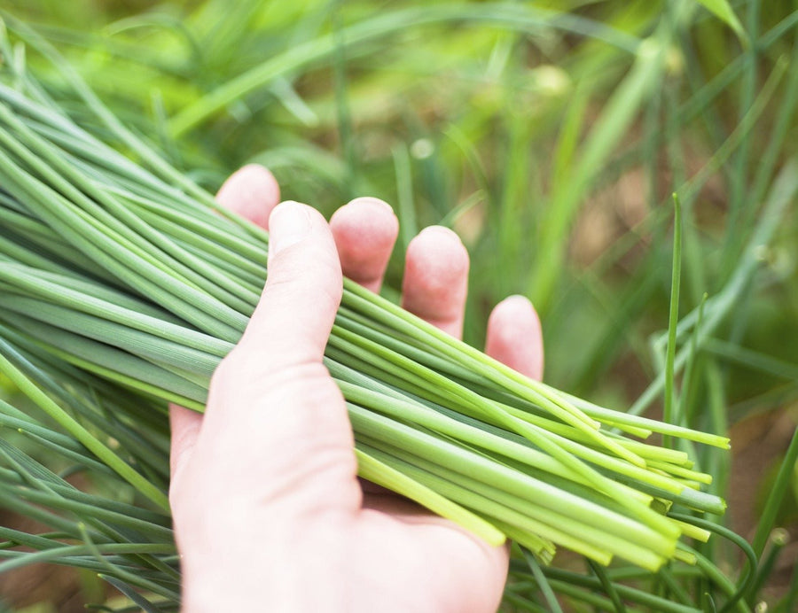 Chives Plant  1