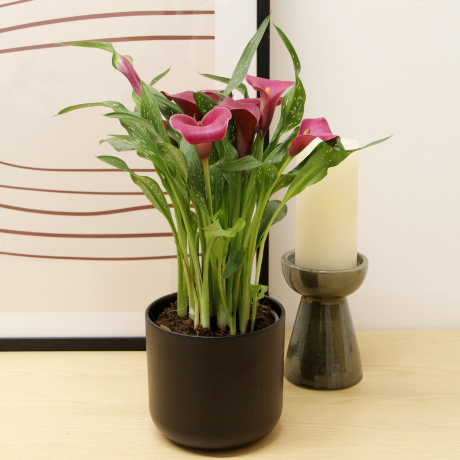calla lily plants for sale uk Calla Lily Red Alert