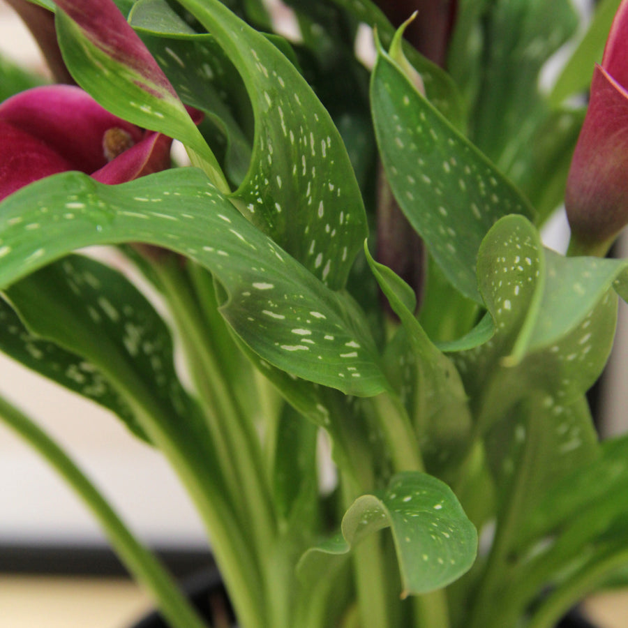 Calla Lily Red Alert Calla Lily Red Alert image2 3