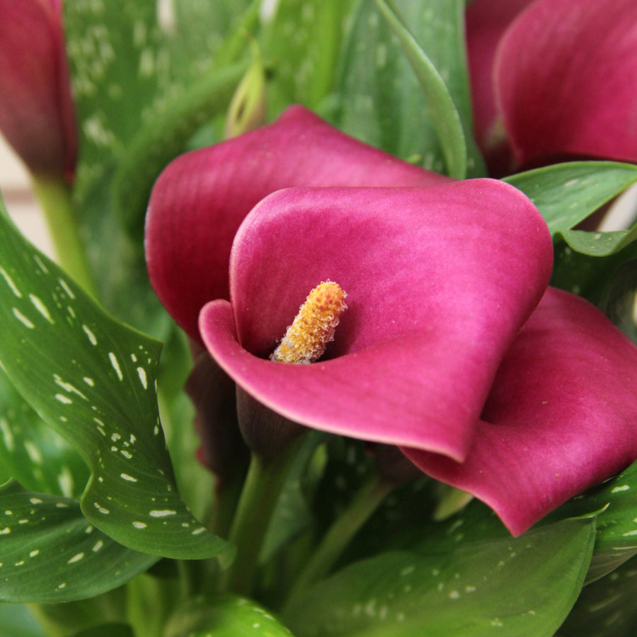 Calla Lily Red Alert Calla Lily Red Alert image4 4