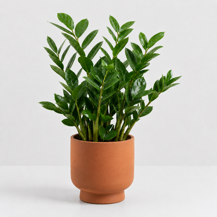 Home Office Houseplant Collection - Sansevieria Twister, Ripple Jade Money Plant & ZZ Plant  4