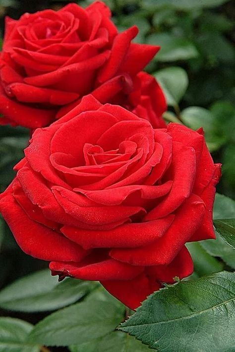 Red Rose Bush - Showbiz a47faff3b8ea0a25676dc7ce86be943d 1